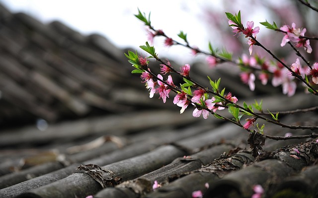 roof repair