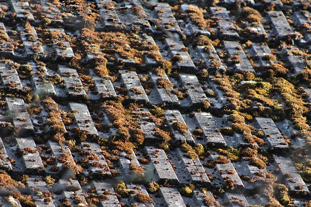 roof