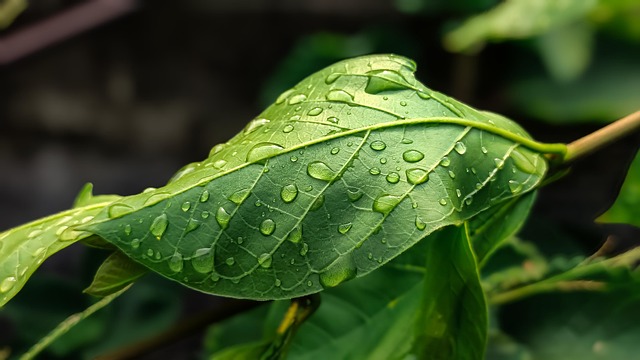rain leak repair