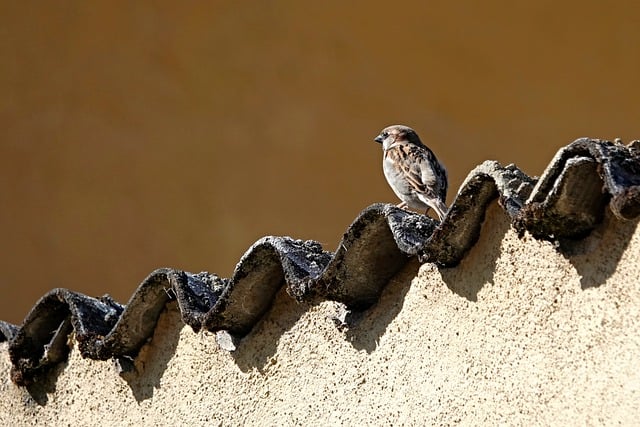 roof-leak